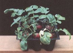 A clever "six-pack" of radishes.